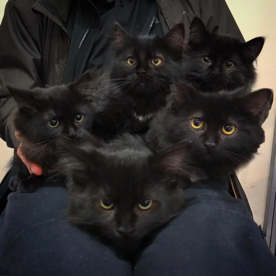 Gata sin hogar lleva a todos sus bebés a conocer a la mujer que la ayudó 5 Pequeños Gatitos