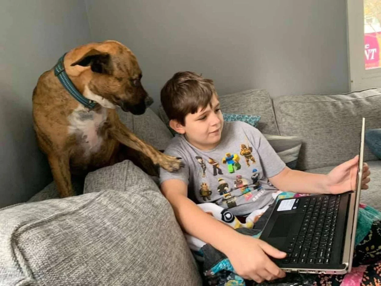 Perro intenta cualquier cosa para interrumpir las clases de su hermanito 6 Perro intenta interrumpir a su hermano