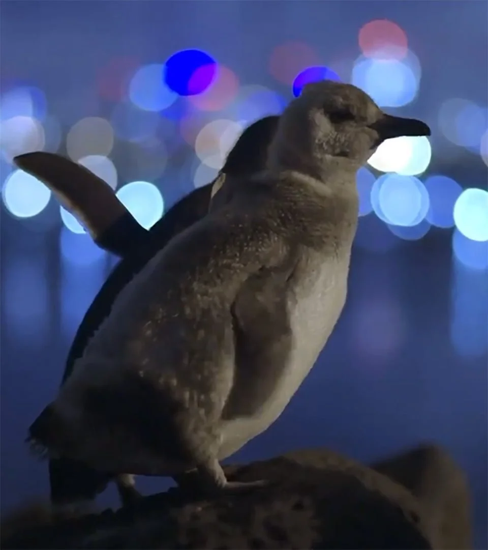 Pingüinos en la roca