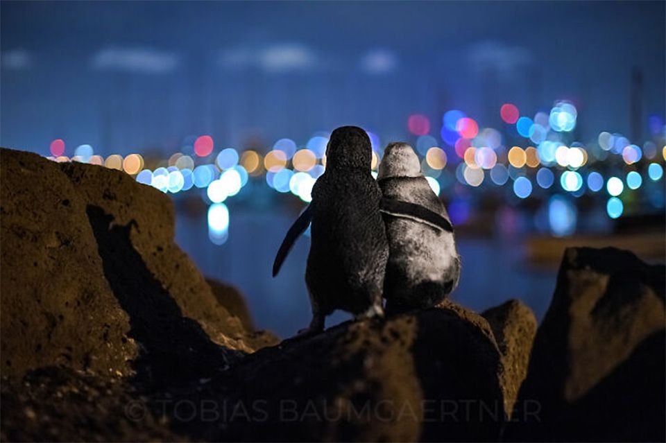 Pingüinos viudos abrazándose foto
