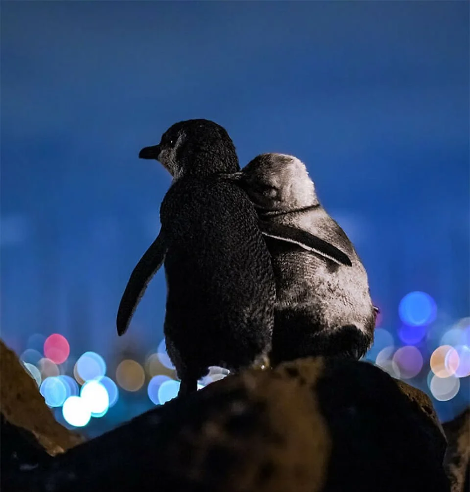 Pingüinos viudos abrazándose roca