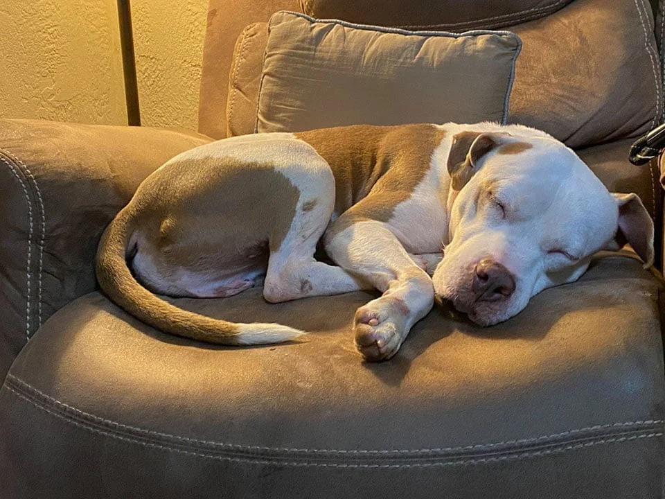 Pitbull adoptado
