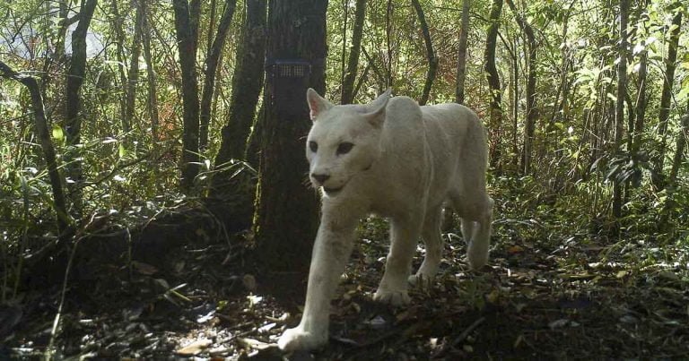 Científicos confirman las primeras imágenes que capturan a un puma leucista