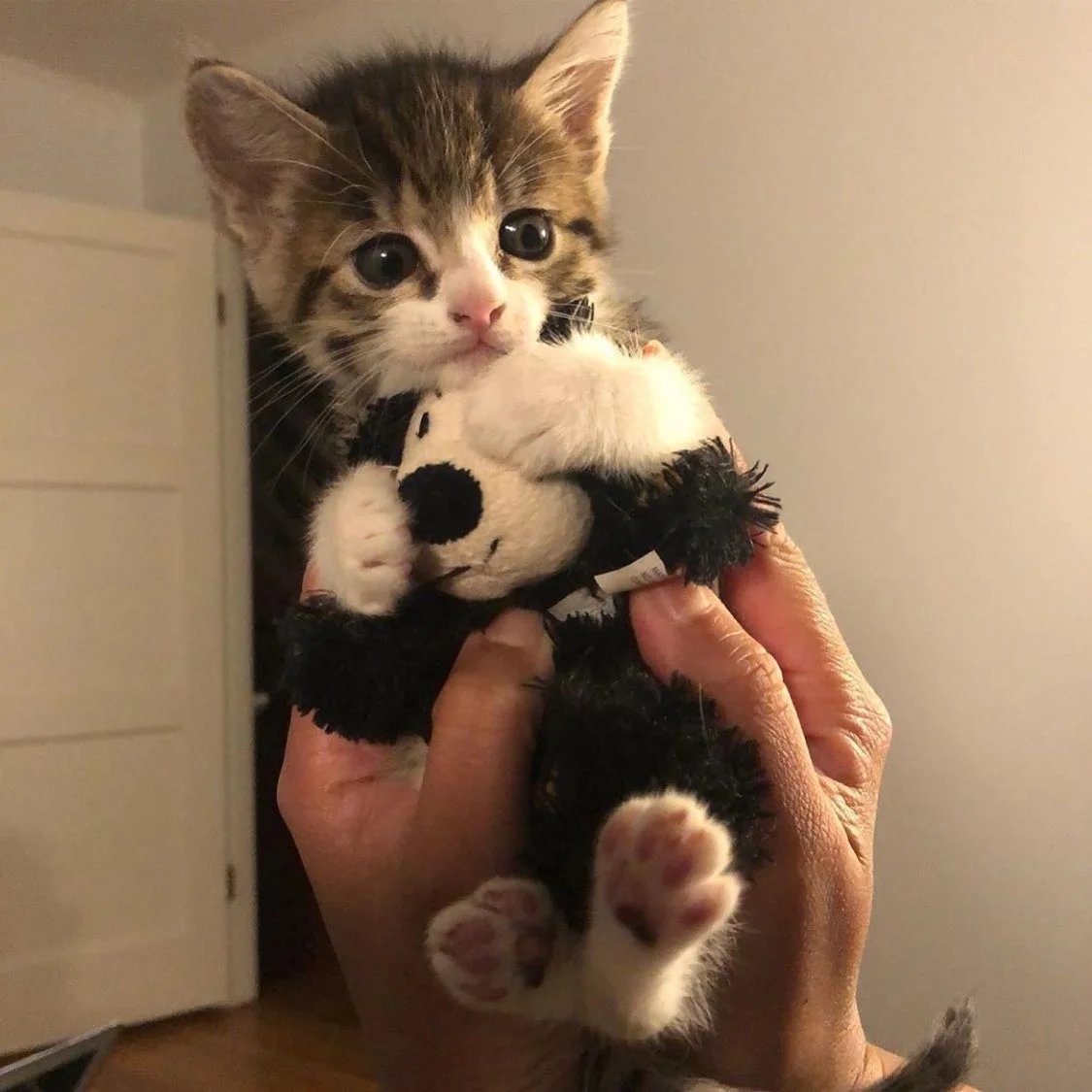 Gatito rescatado maullaba sin parar hasta que encontró al compañero perfecto para abrazar 2 Sunshine en hogar acogida