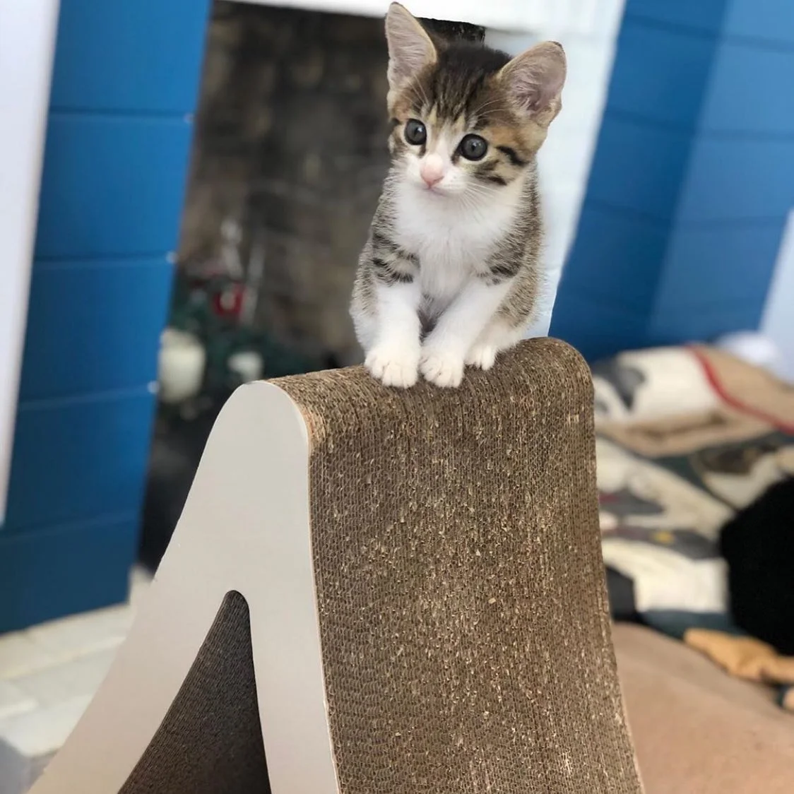 Gatito rescatado maullaba sin parar hasta que encontró al compañero perfecto para abrazar 1 Sunshine rescatado