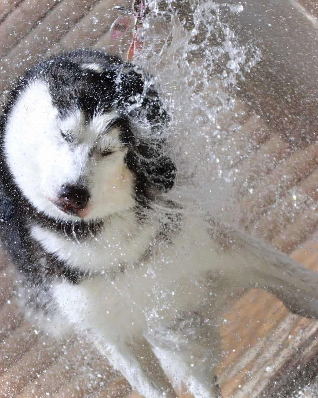 Husky tiene a todos enamorados en Internet con sus espectaculares fotografías 23 Un poco de agua para la camara