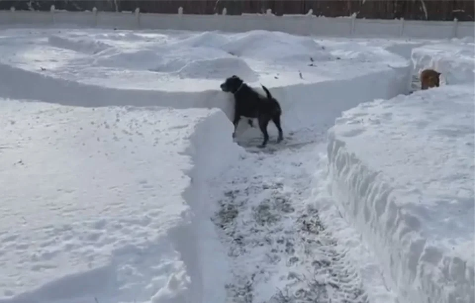 21 perros juegan en laberinto de nieve