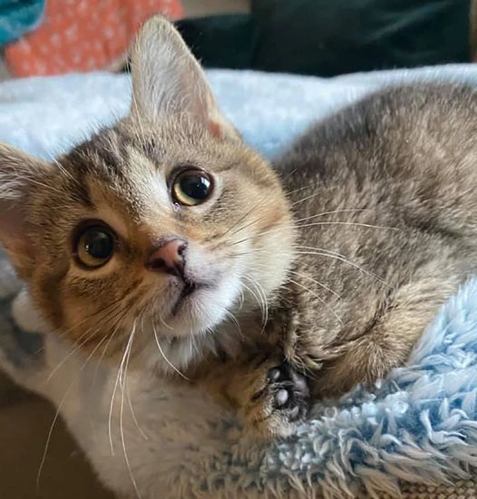 Gatita con patas dobladas encontrada en una granja, decide vivir su vida al máximo 6 Adorable Lisa