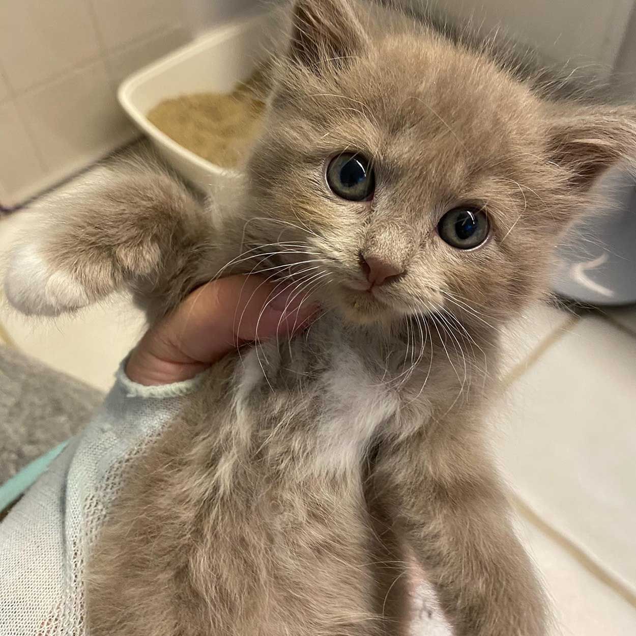 Adorable gatito bebé