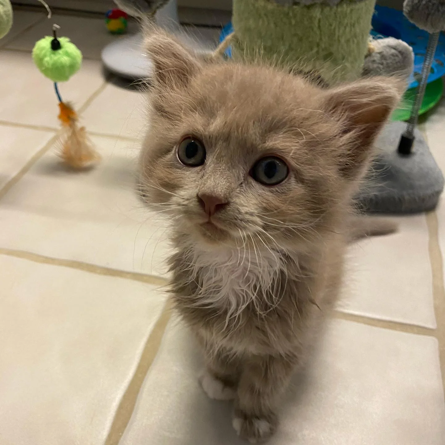 Adorable gato bebé juguetón