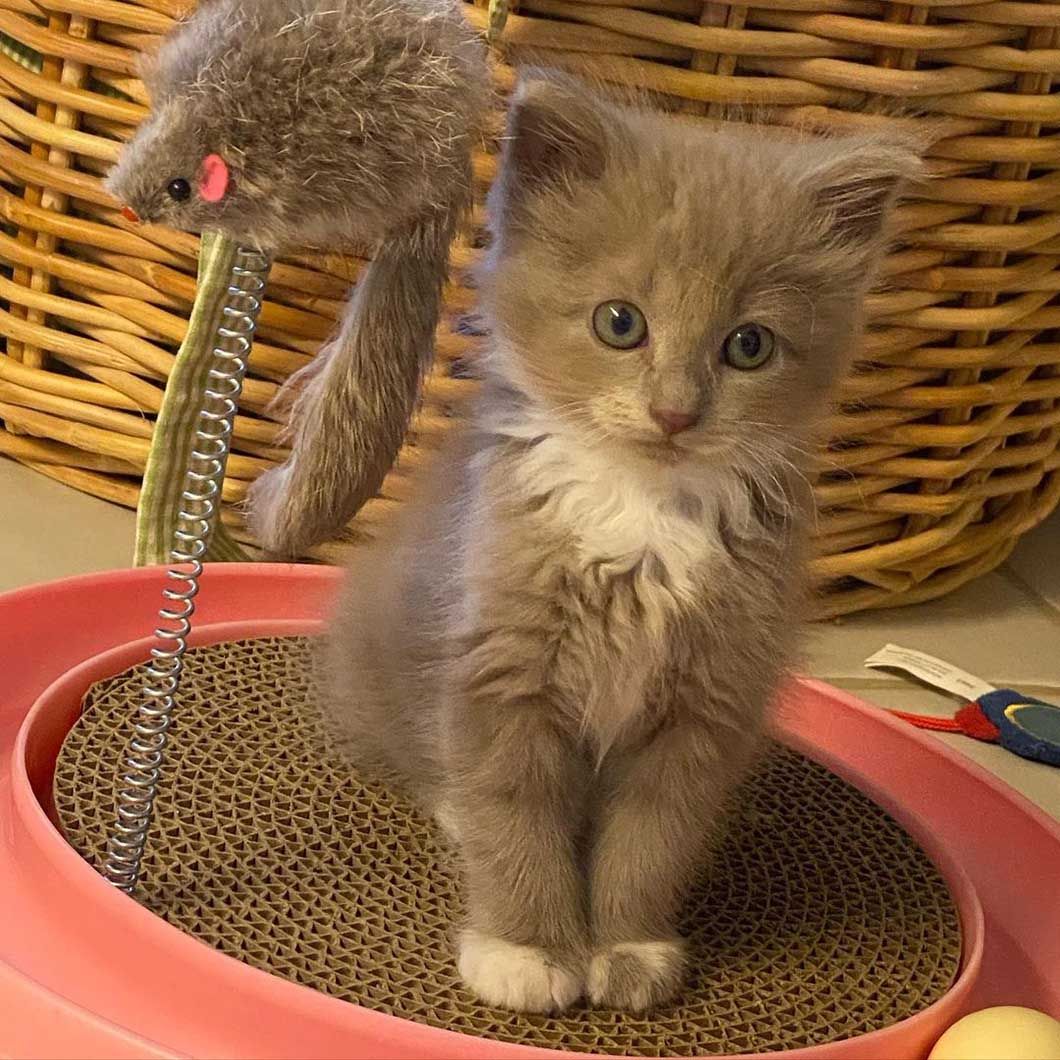Adorable gatito gris