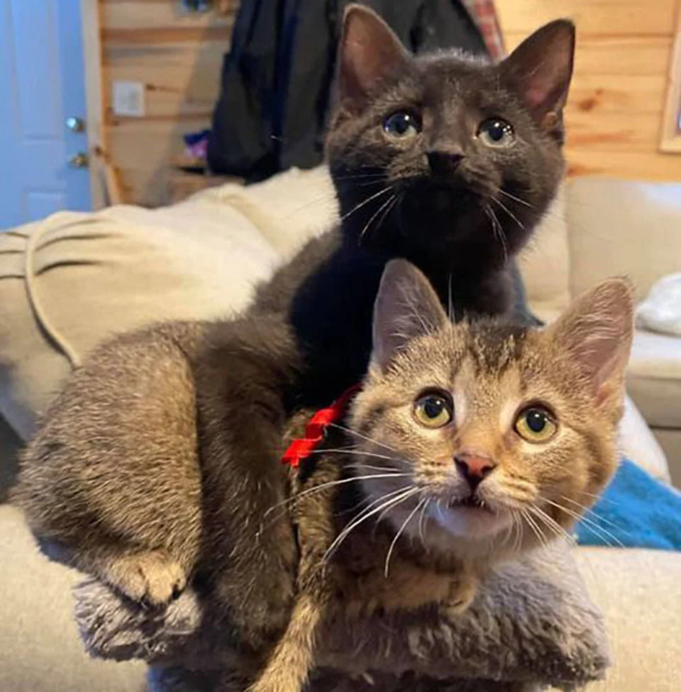 Gatita con patas dobladas encontrada en una granja, decide vivir su vida al máximo 11 Bart y Lisa