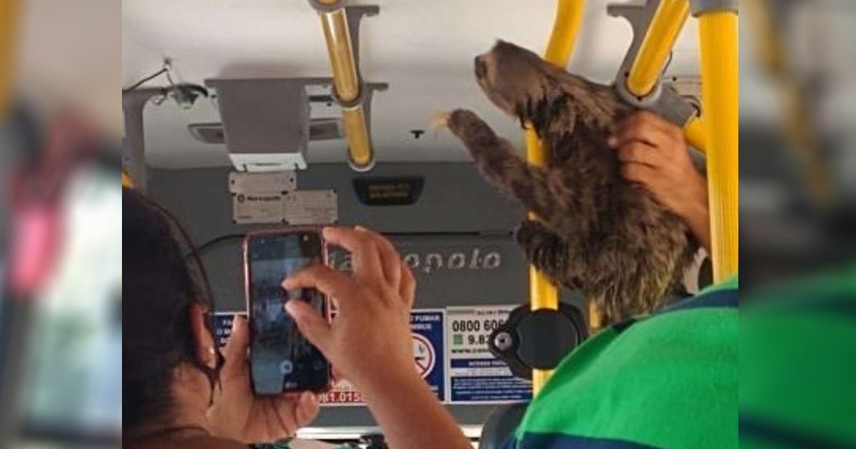 Conductor de autobús se detiene y lleva a perezoso perdido a lugar seguro