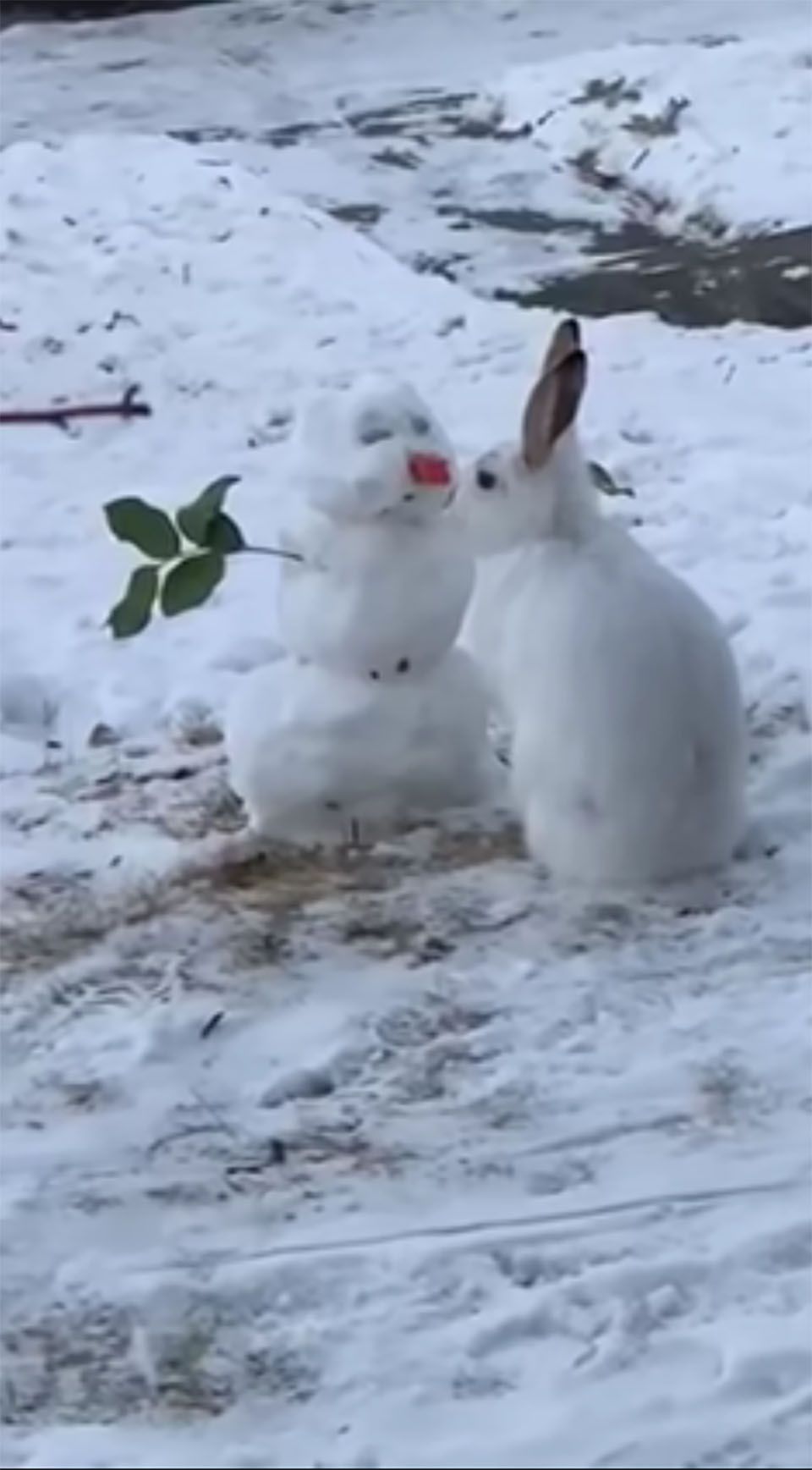 Conejito roba nariz de muñeco de nieve