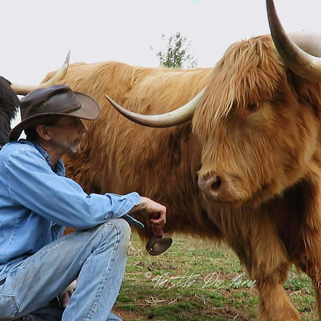 Dueño peinando Hamish