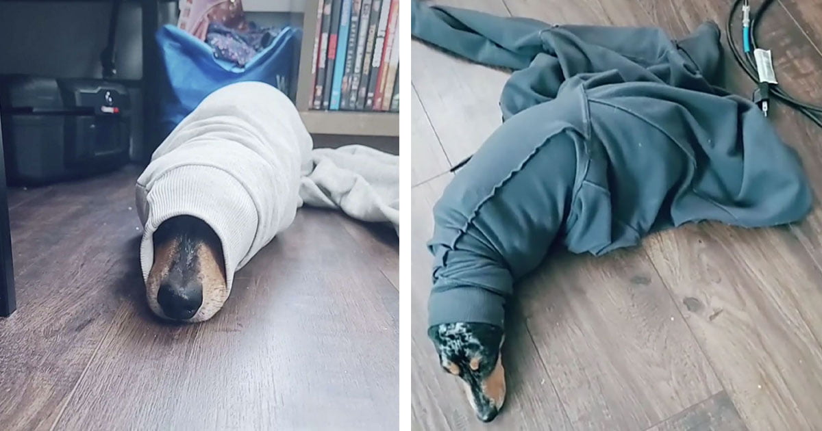 Este perro siempre se queda atascado en los suéteres de mamá