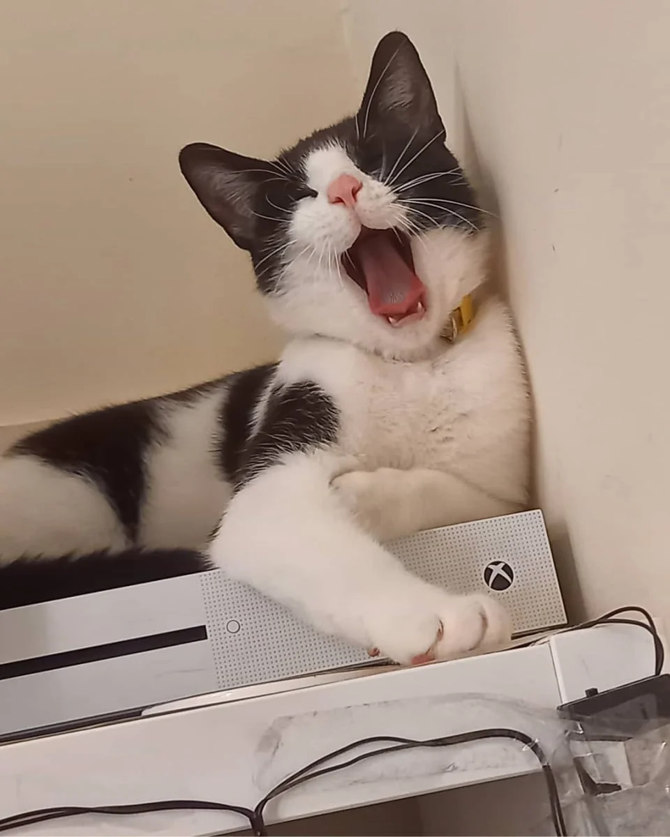 Felix el gato vagabundo Felix el gato vagabundo