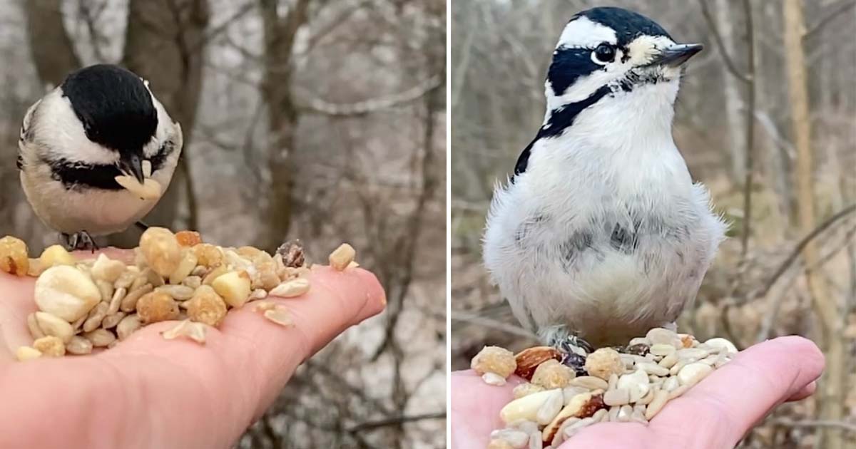 Fotógrafo graba videos alimentando pájaros de su mano y los captura en cámara lenta