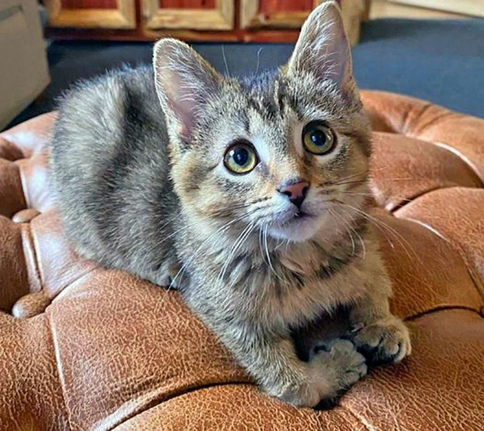 Gatita con patas dobladas encontrada en una granja, decide vivir su vida al máximo 9 Gatita con patas dobladas