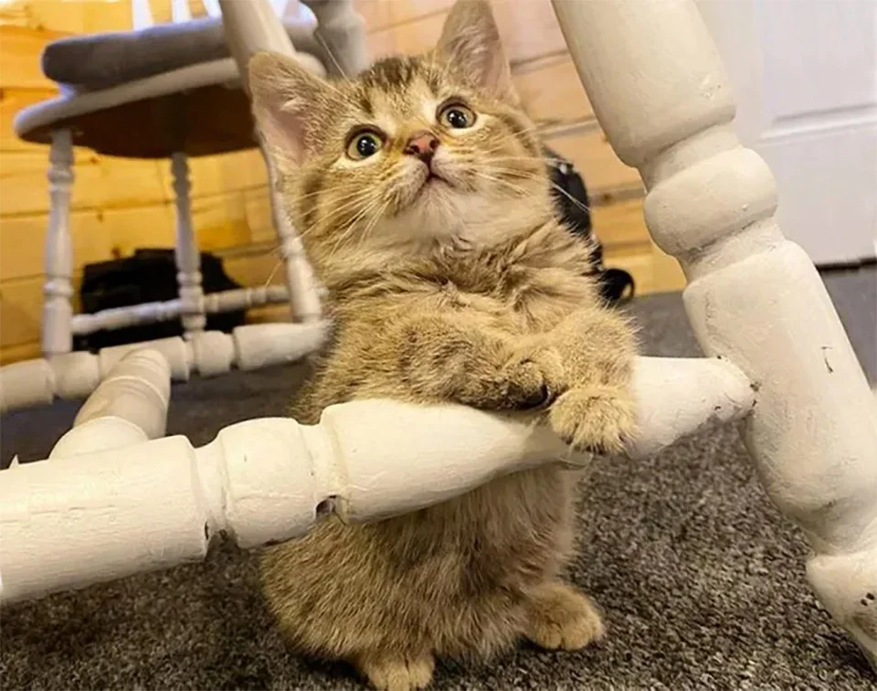 Gatita con patas dobladas encontrada en una granja, decide vivir su vida al máximo 4 Gatita en silla
