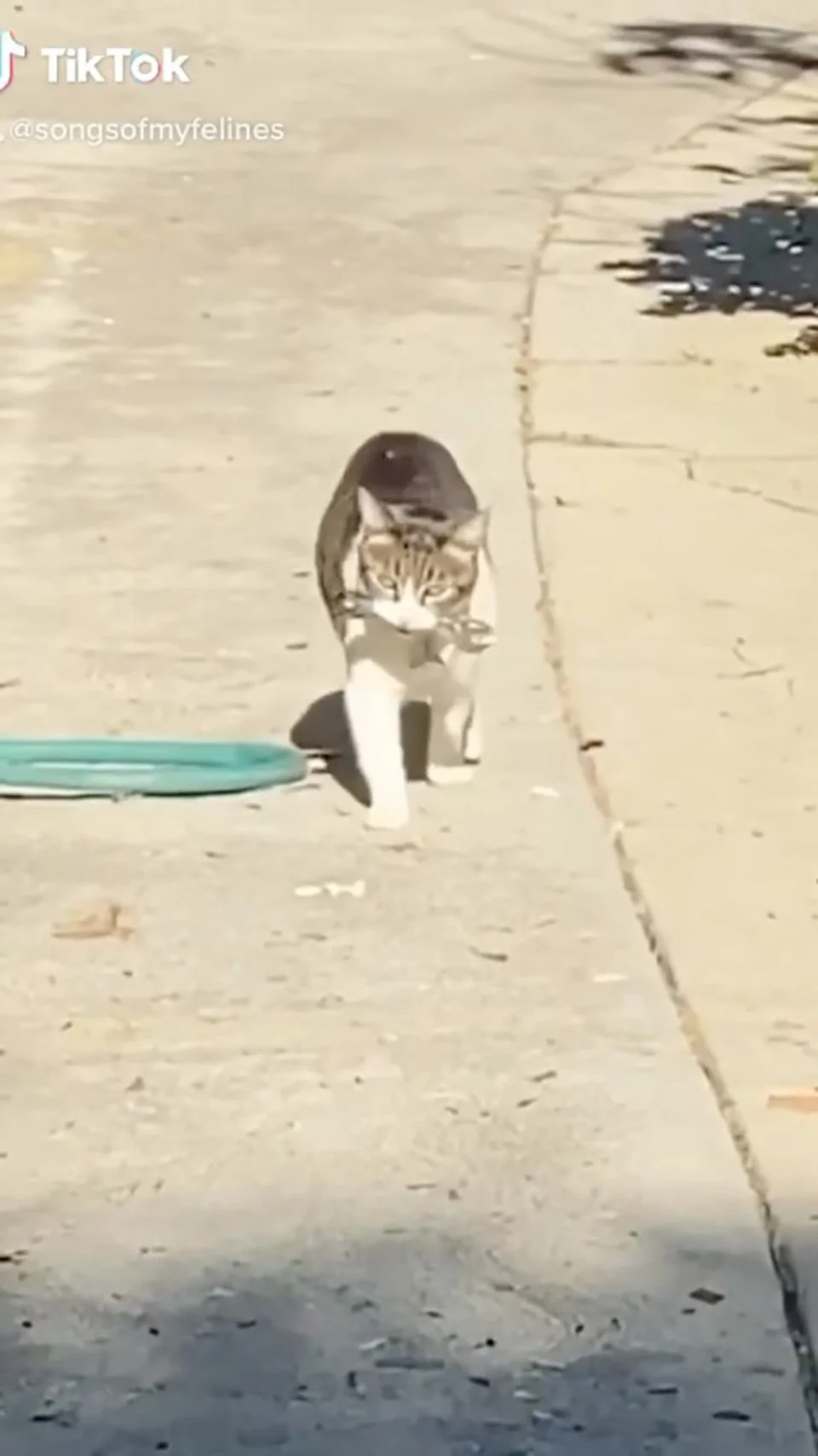Gatita 'roba' las cosas más extrañas de los vecinos para darlas como regalo a mamá 9 Gatito roba a sus vecinos