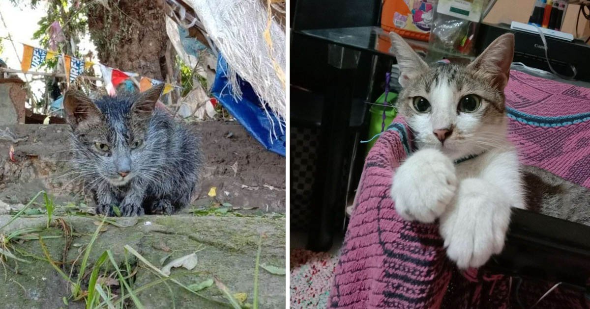 Gato irreconocible luego rescate