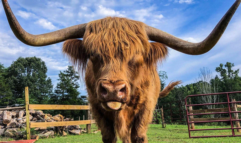 Gente está fascinada