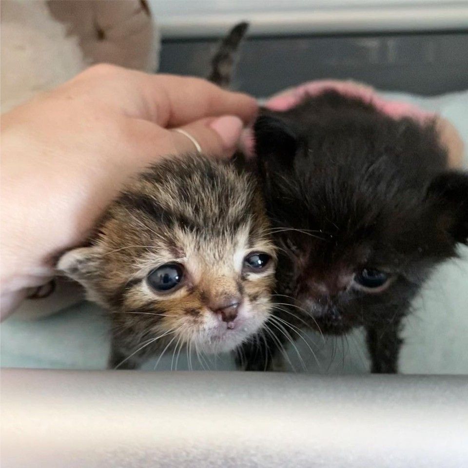 Hampton y Hudson gatitos rescatados