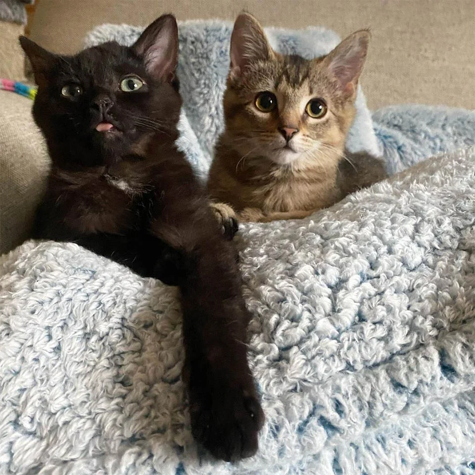 Gatita con patas dobladas encontrada en una granja, decide vivir su vida al máximo 12 Hermanos rescatados
