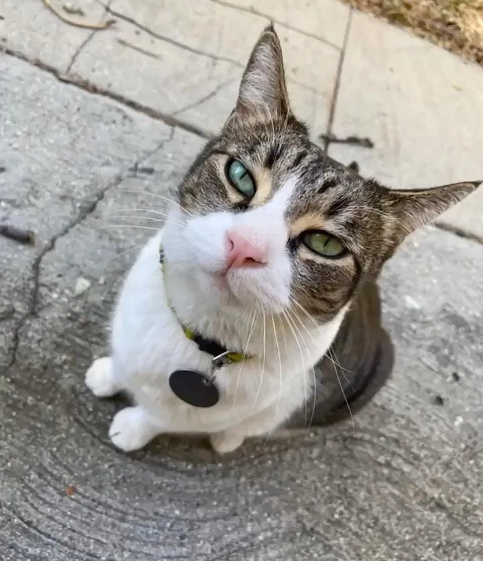Gatita 'roba' las cosas más extrañas de los vecinos para darlas como regalo a mamá 6 Hermosa gatita traviesa