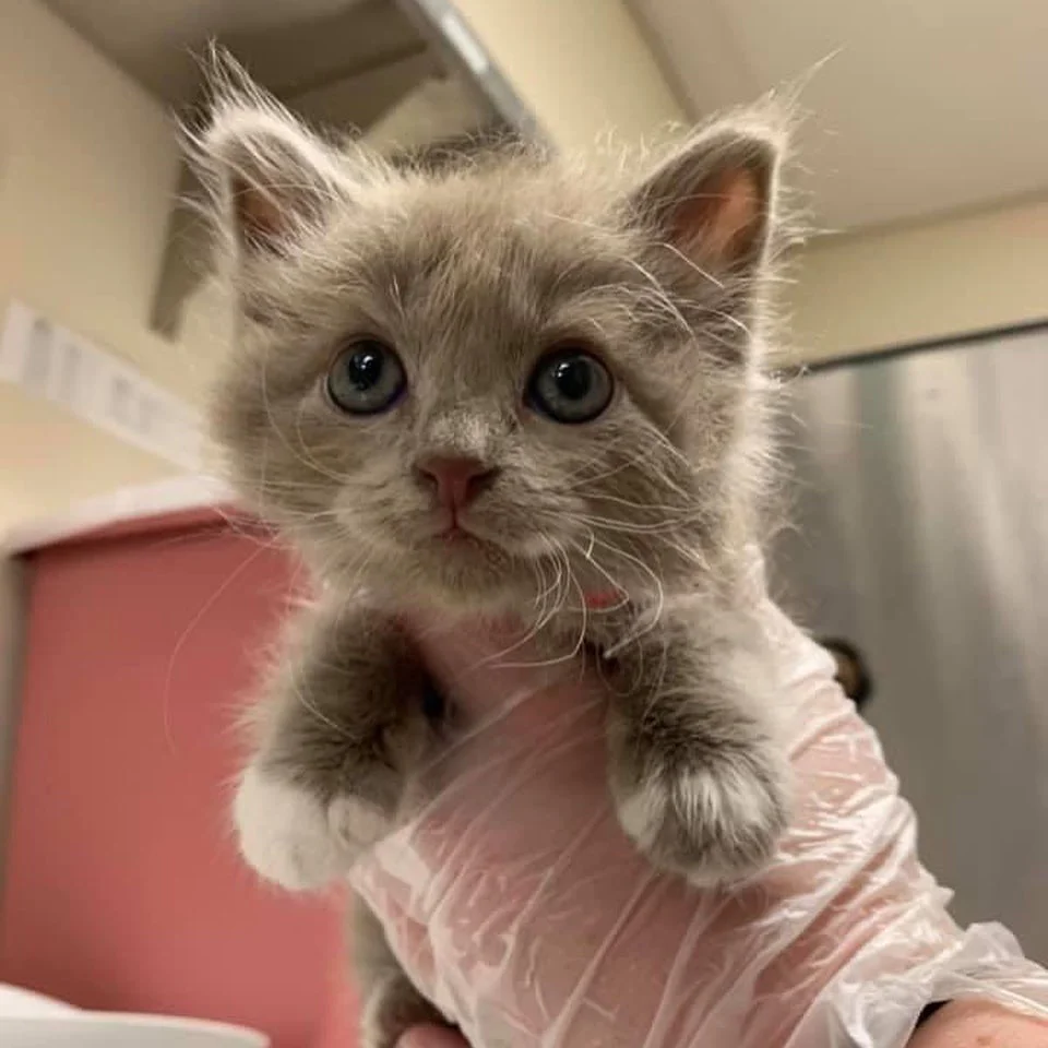 Hermoso felino esponjoso