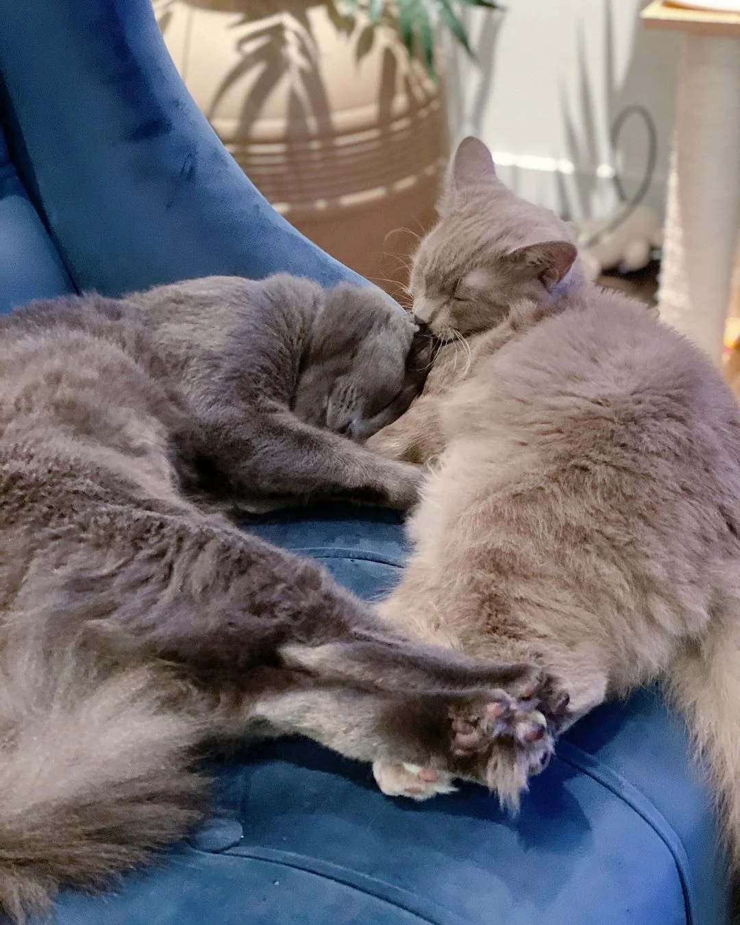 Hermosos gatos juntos