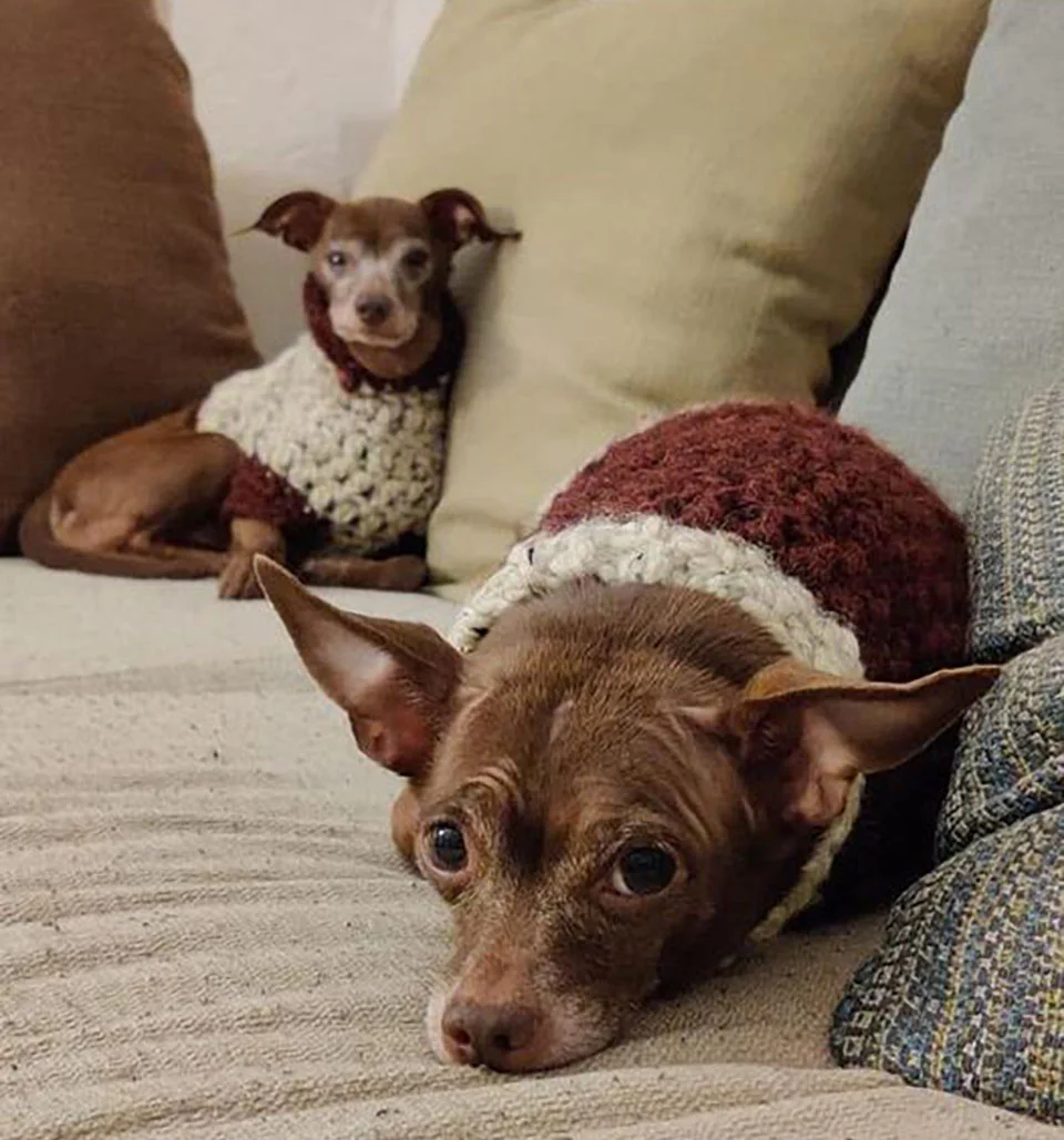 Hombre hace atuendo mascota