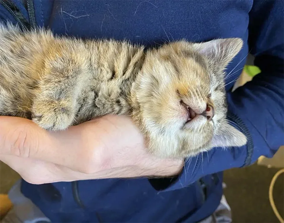 Gatita con patas dobladas encontrada en una granja, decide vivir su vida al máximo 10 Gatita con patas dobladas durmiendo