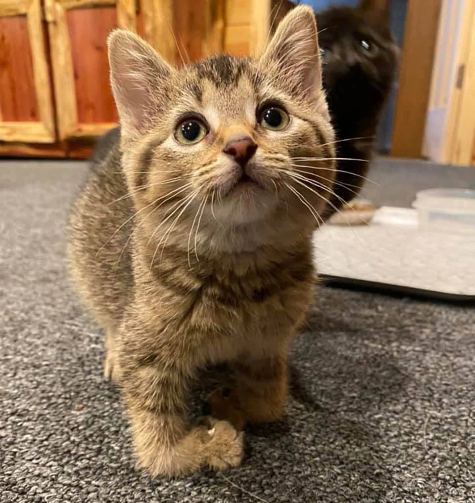 Gatita con patas dobladas encontrada en una granja, decide vivir su vida al máximo 5 Lisa explorando