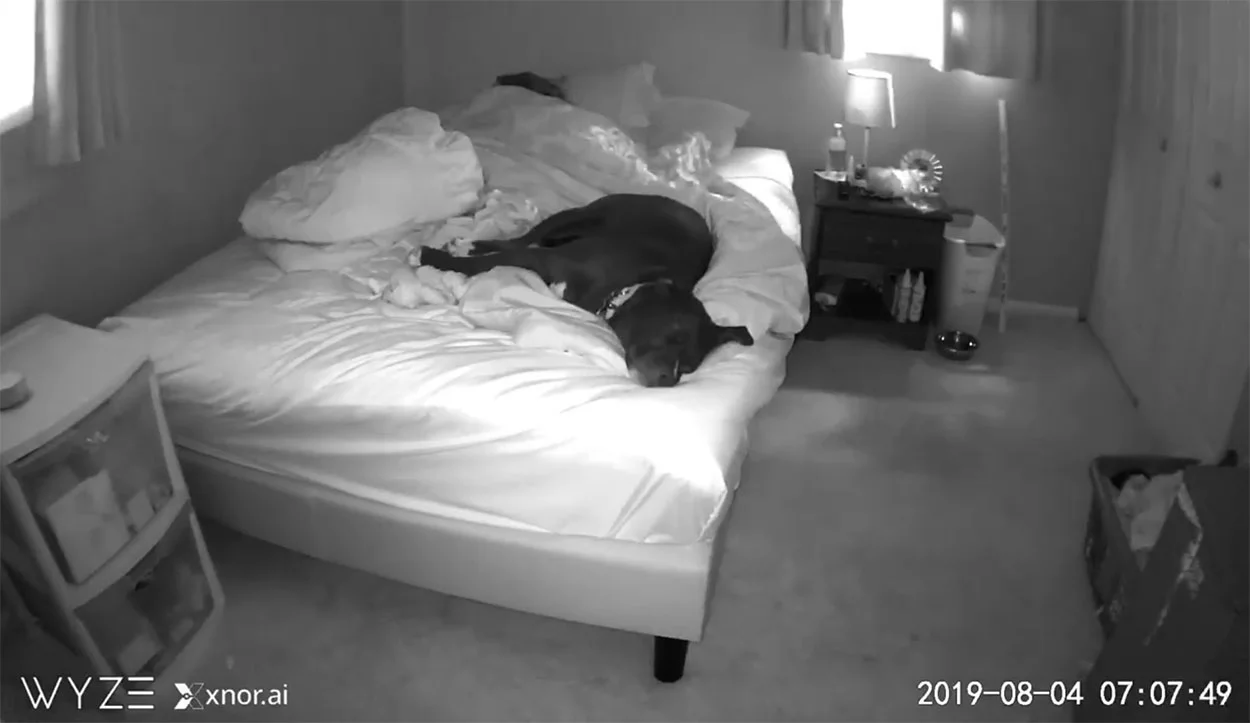 Mujer instala una cámara secreta para averiguar por qué tiene problemas para dormir 6 Mujer duerme con su perro