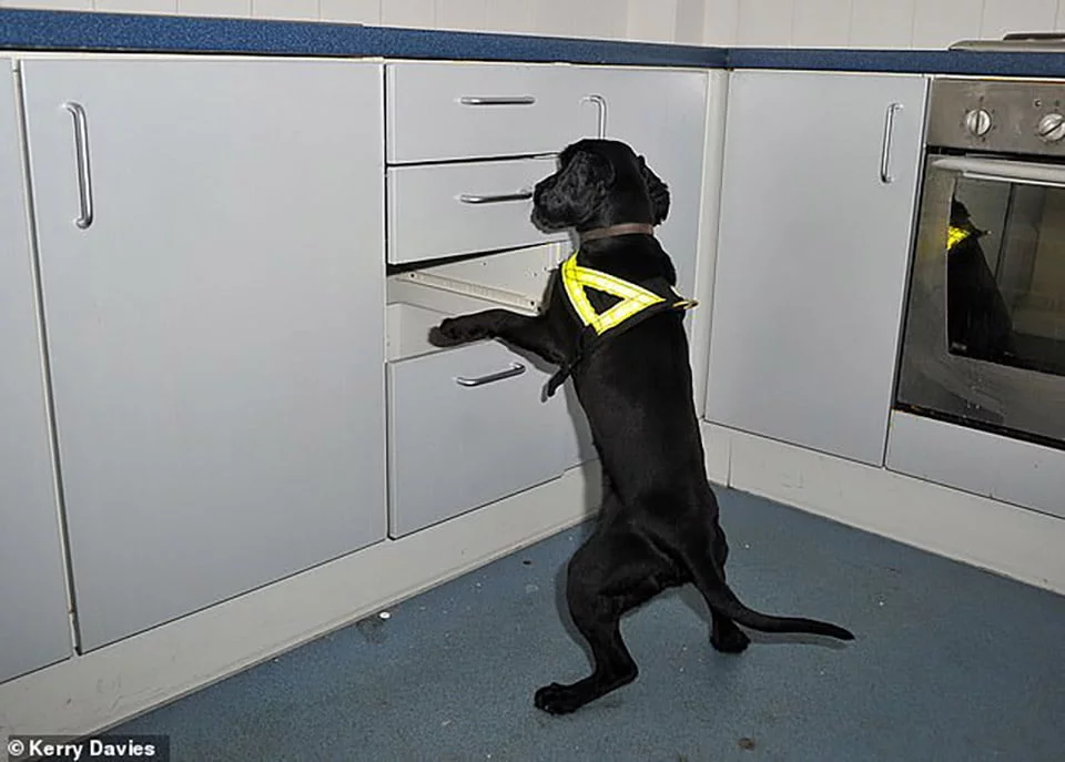 Perrito rescatado