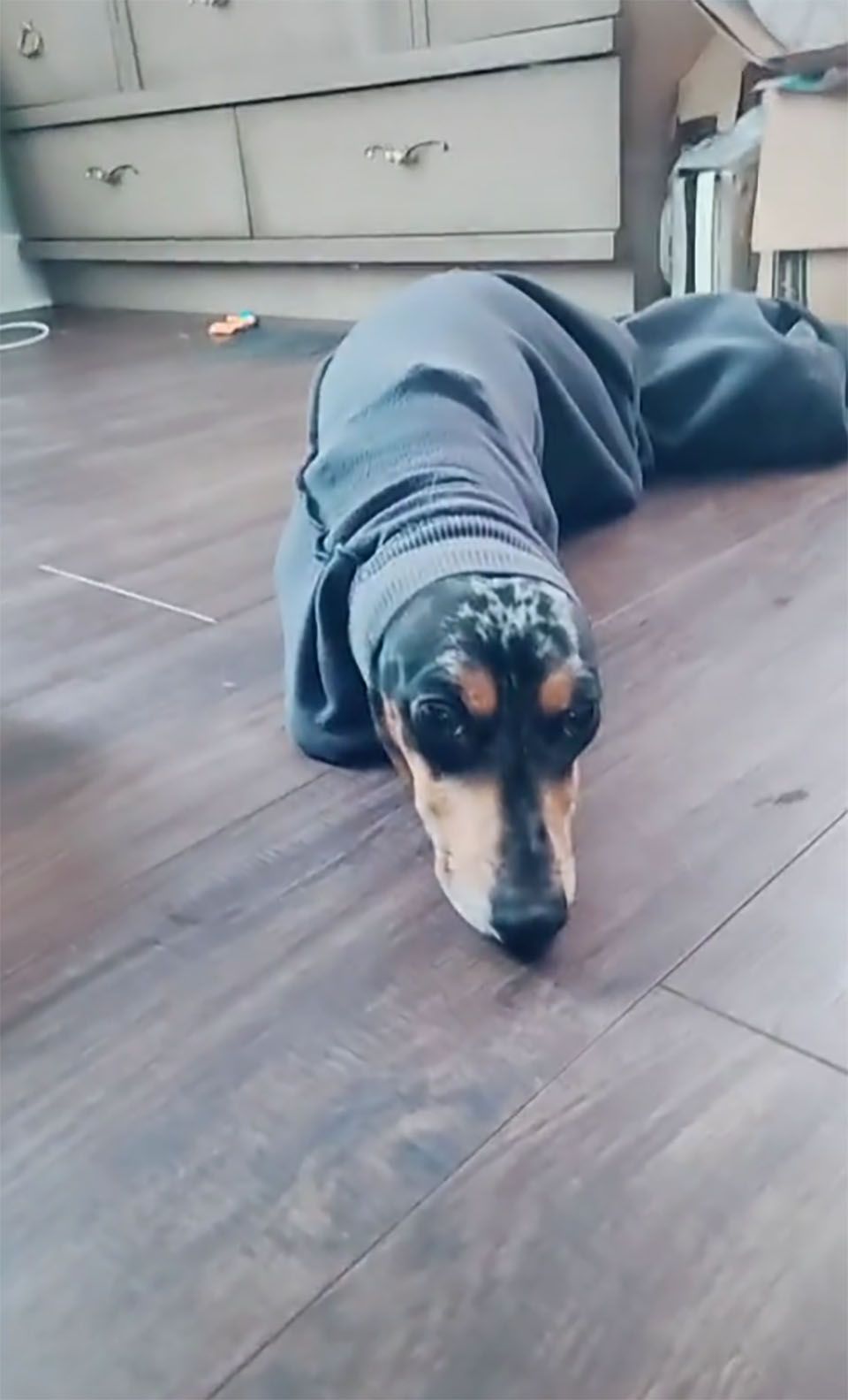 Perro atrapado en el suéter