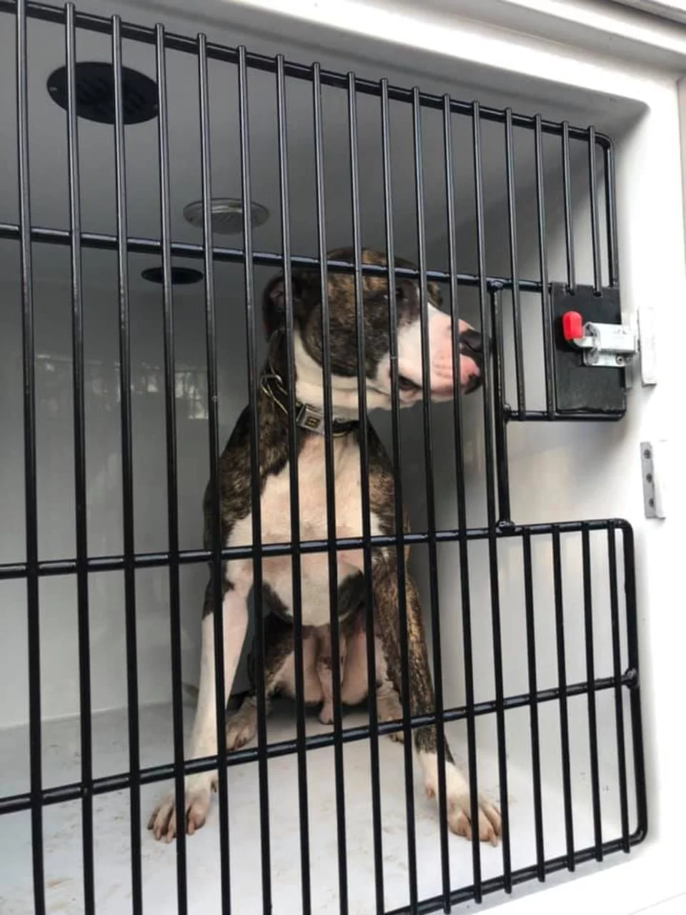 animales rescatados incendio atalanta