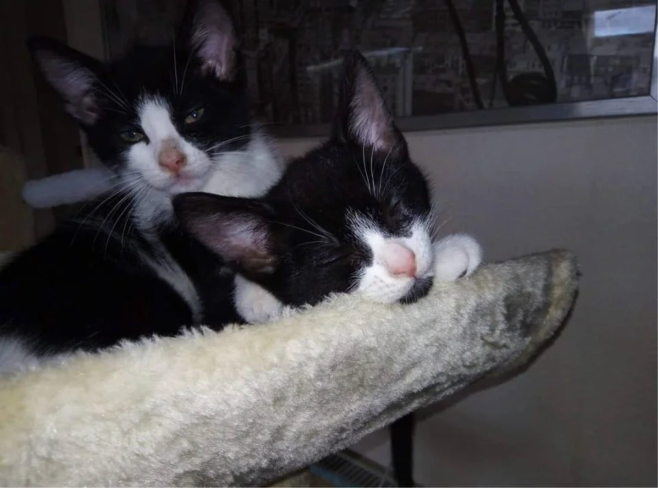 hermanos gatos vagabundos canterbury hermanos gatos vagabundos canterbury