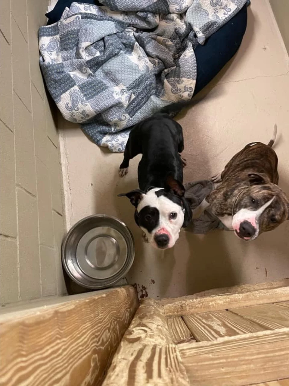 incendio refugio con 16 animales