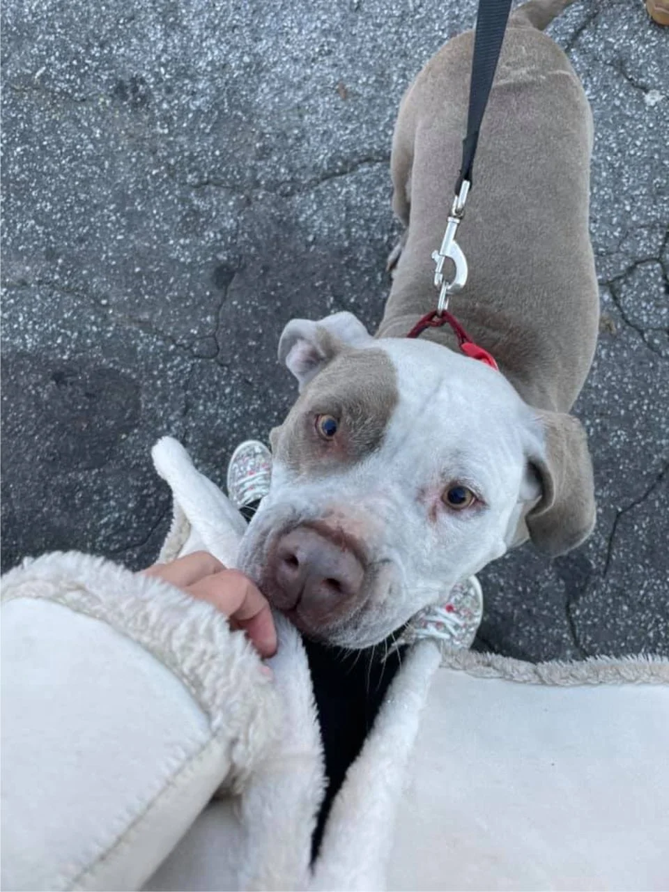 mascotas salvadas incendio