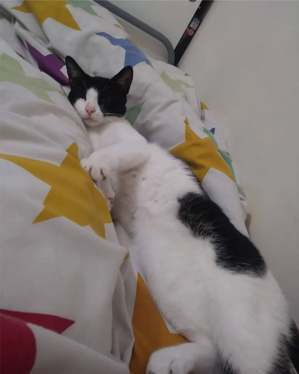 mujer despierta con gato en su cama mujer despierta con gato en su cama