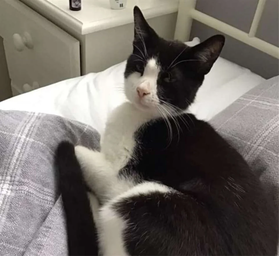 mujer despierta con gato extraño en su cama mujer despierta con gato extraño en su cama