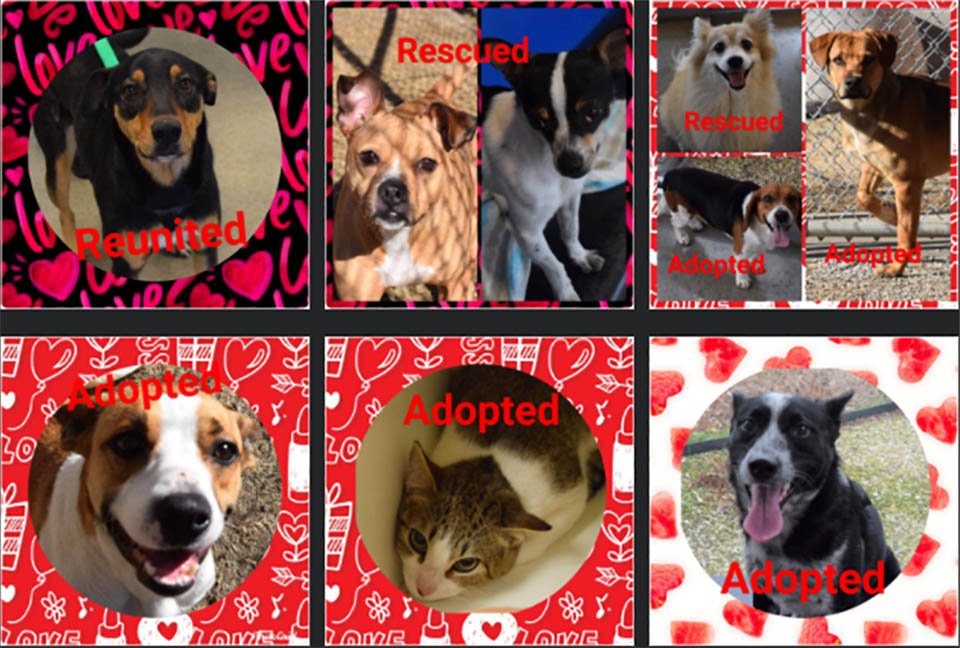 Familia acampa por 27 horas para adoptar a una perrita con la marca de un corazón 7 Animales adopción