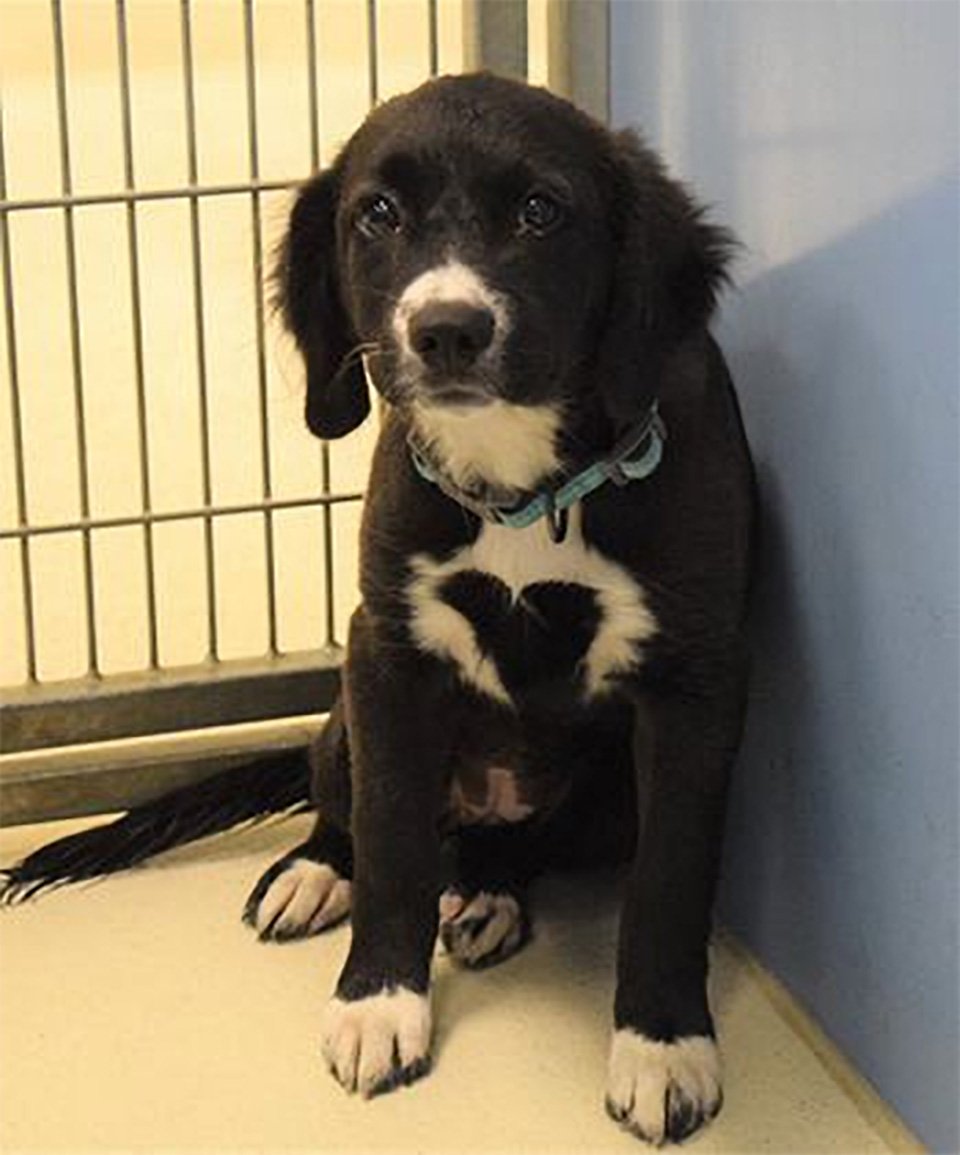 Familia acampa por 27 horas para adoptar a una perrita con la marca de un corazón 6 Familia acampa