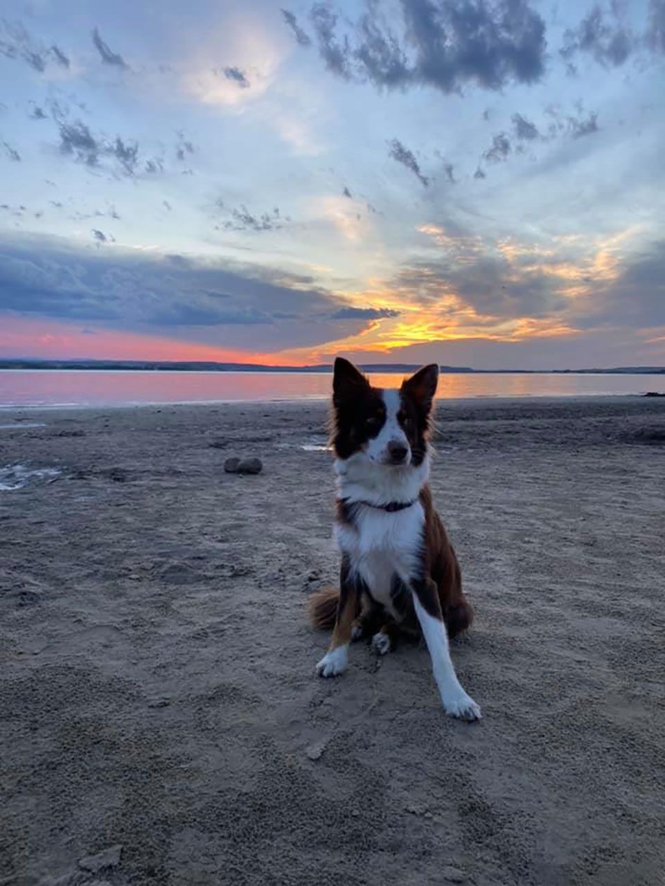 Hermosa perrita en la playa