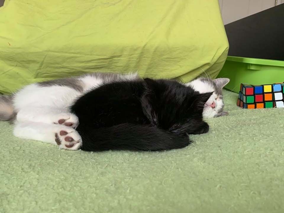 Hermoso gatito tomando siesta