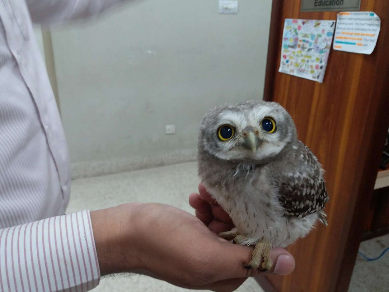 Adorable bebé lechuza cae de su nido y se encuentra en una oficina 1 Adorable bebé búho cae de su nido