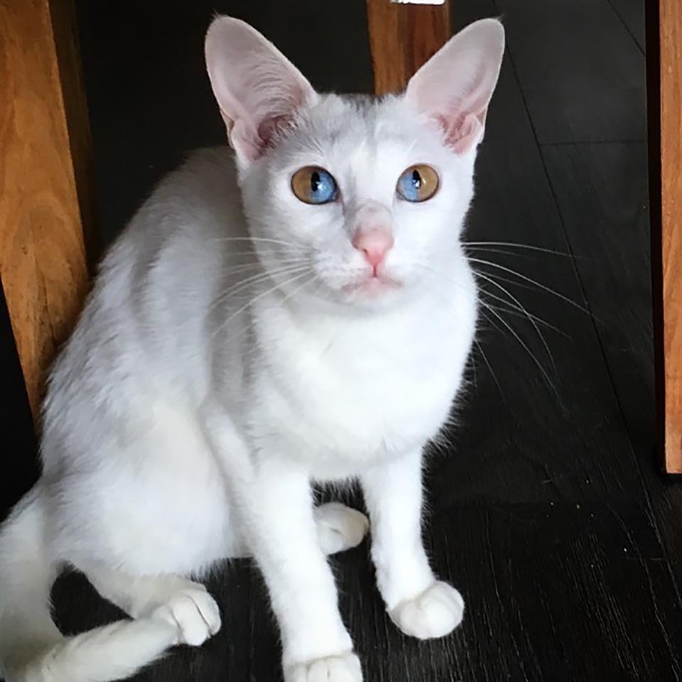 Hermosa gatita tiene ojos de dos tonos que son mitad marrones y mitad azules 8 Adorable gatita blanca